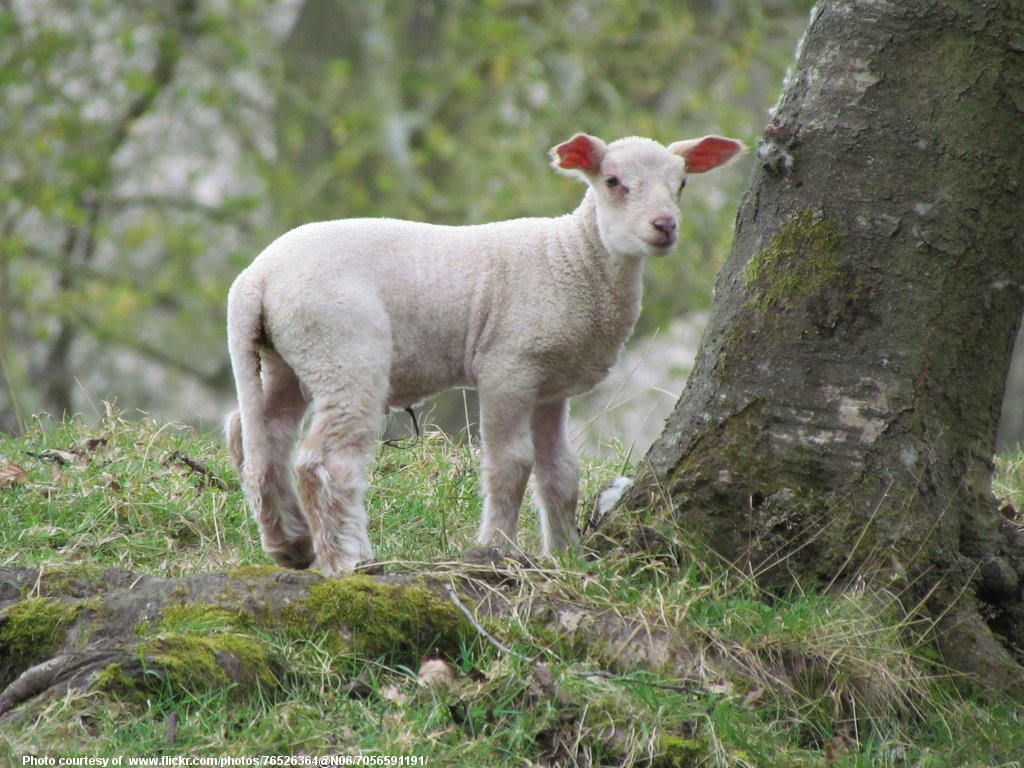 SpringLamb-001-032217.jpg