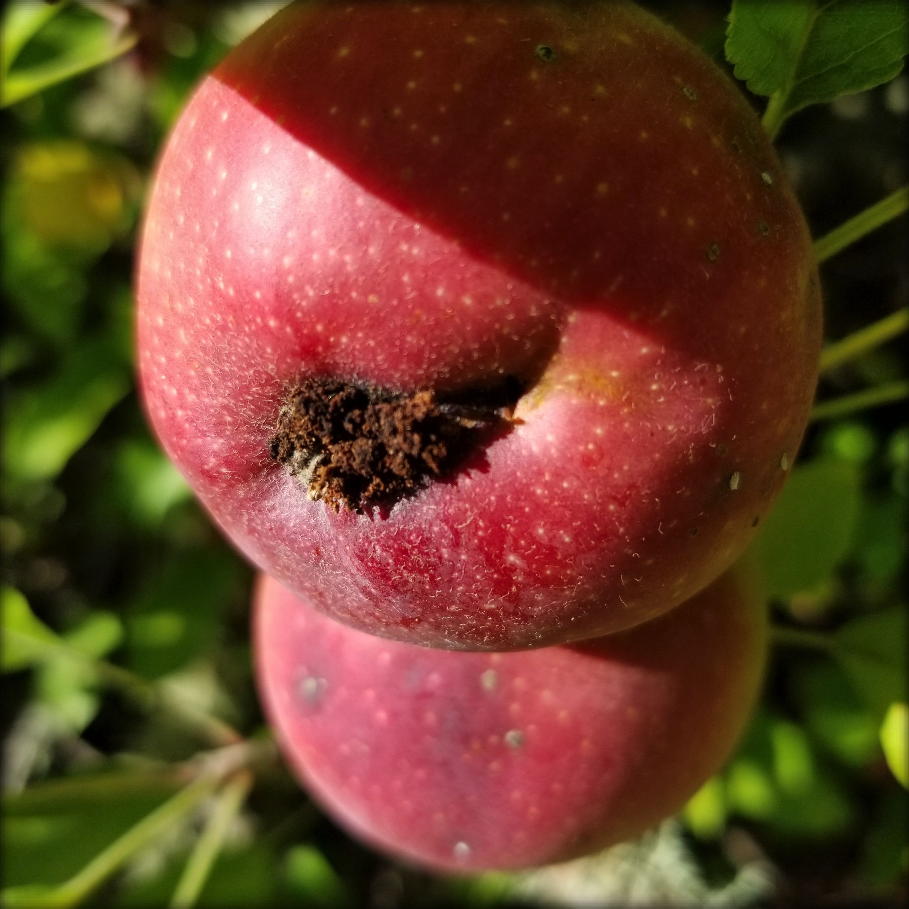 apple_re_3024sq.jpg