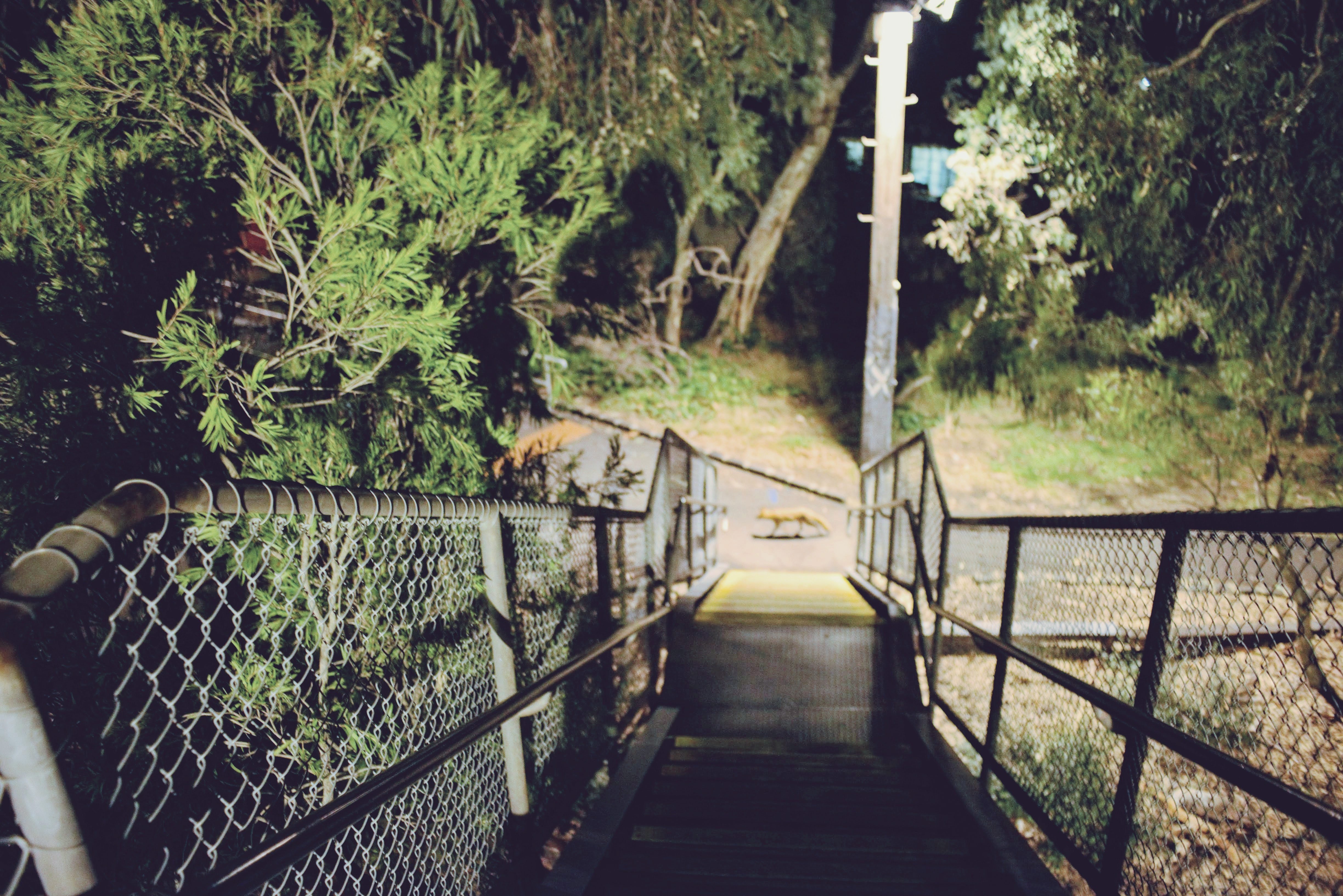Alphington_stations_fox_Vulpes_vulpes_by_Quoll_Pengo_Peter_Halasz_DSC_7800.jpg