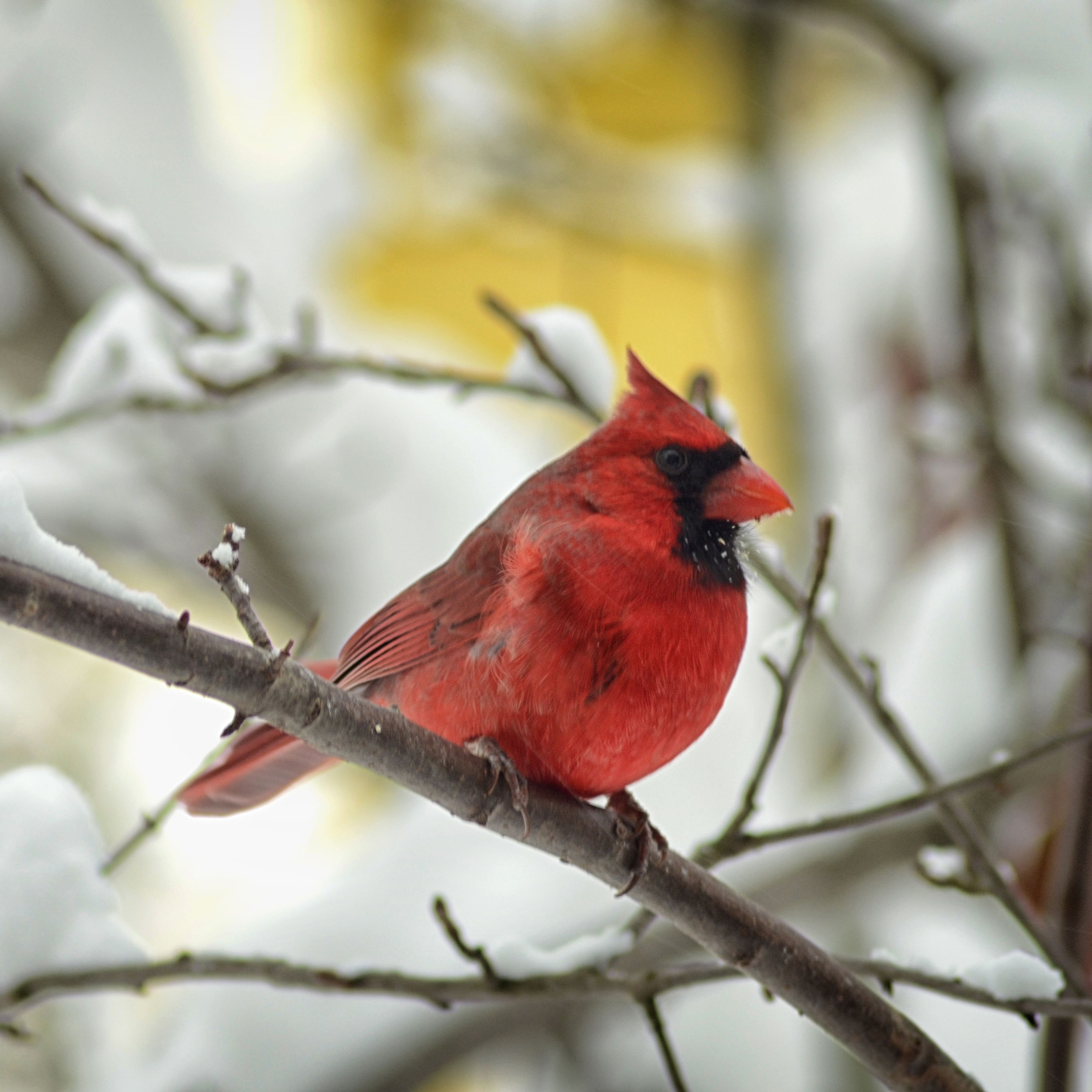 COAST Cardinal Snow.jpg