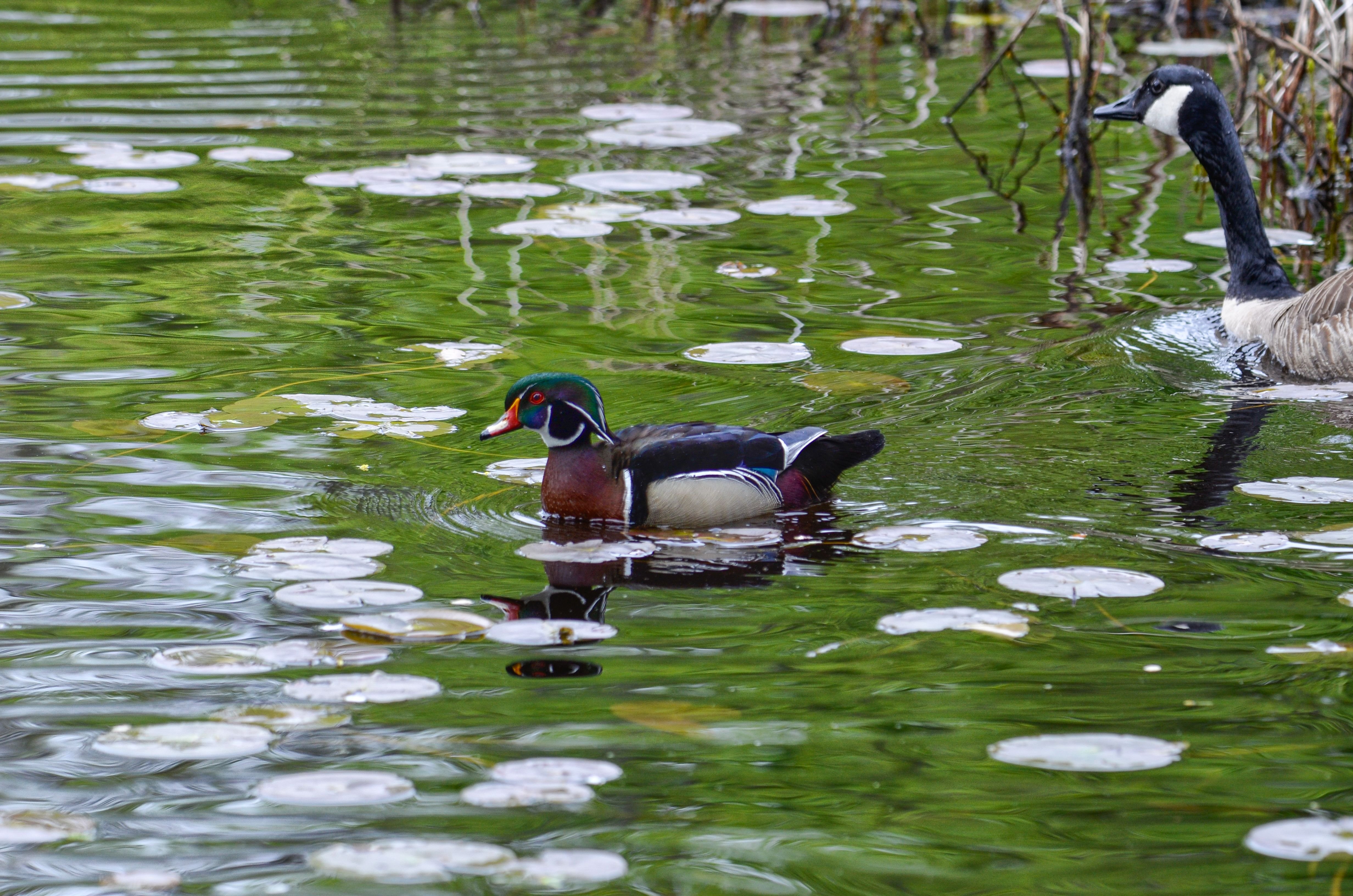 Wood Duck Water.jpg