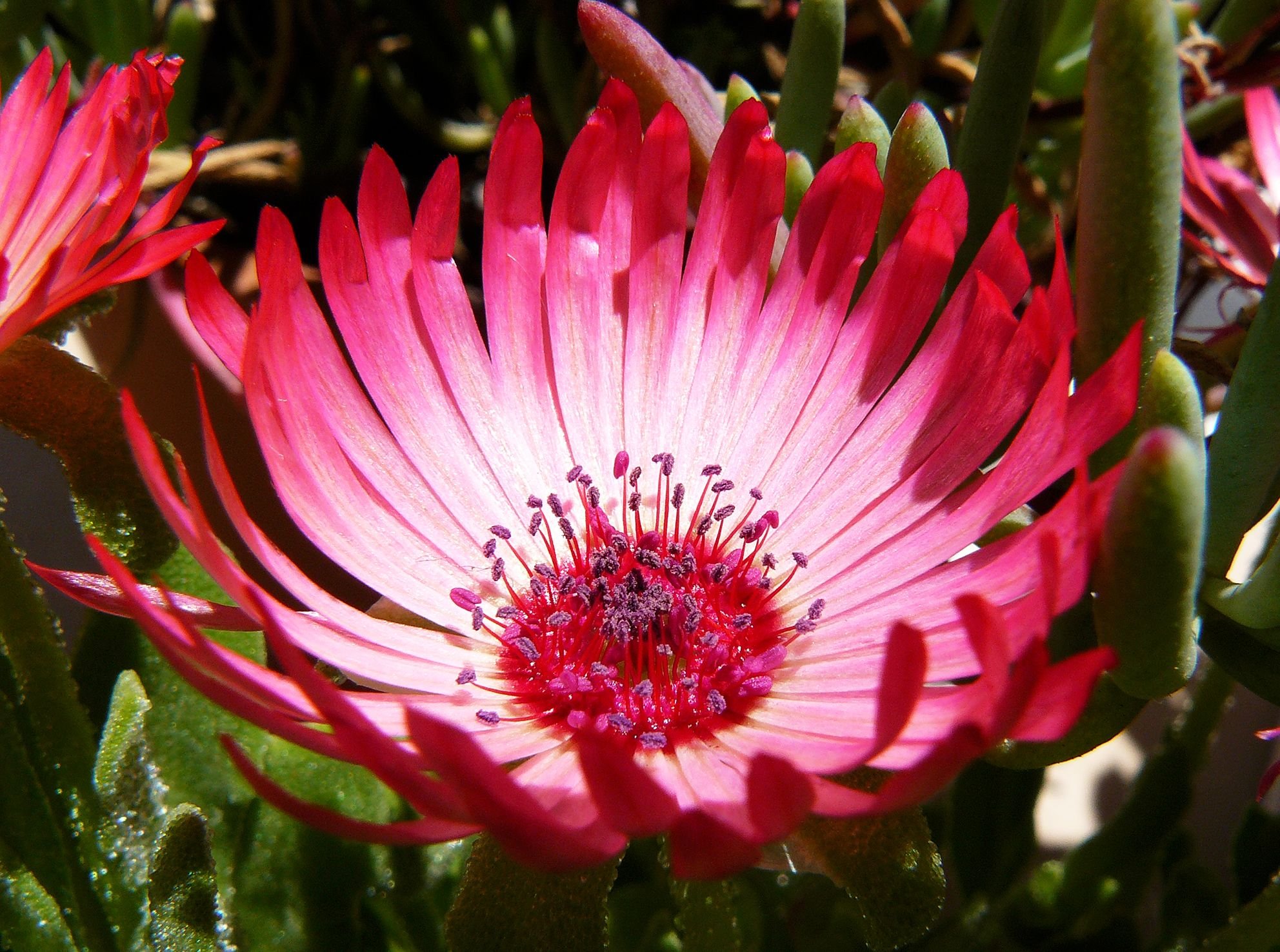 Livingstone Daisy dark pink 1.jpg