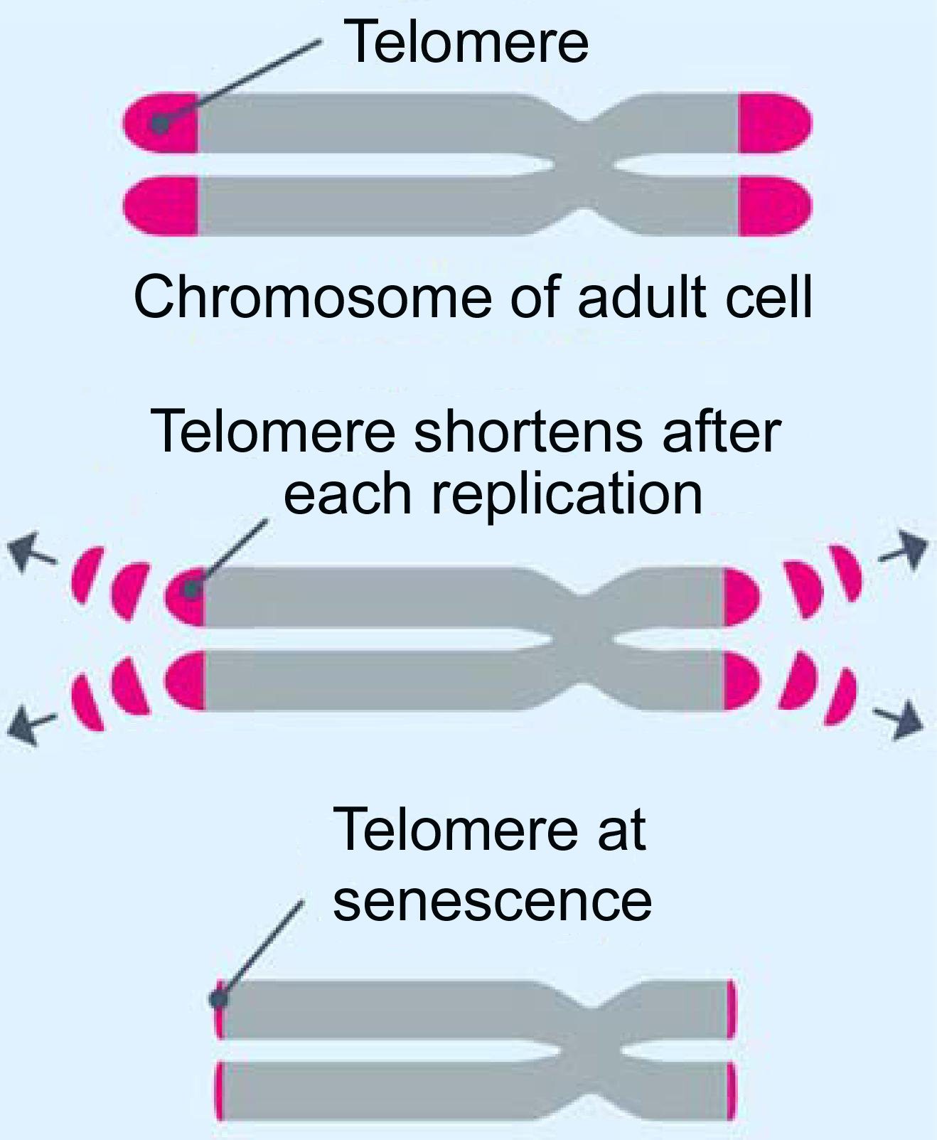 telomere-final.jpg