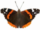 Butterfly Red Admiral 60HS GIF.gif