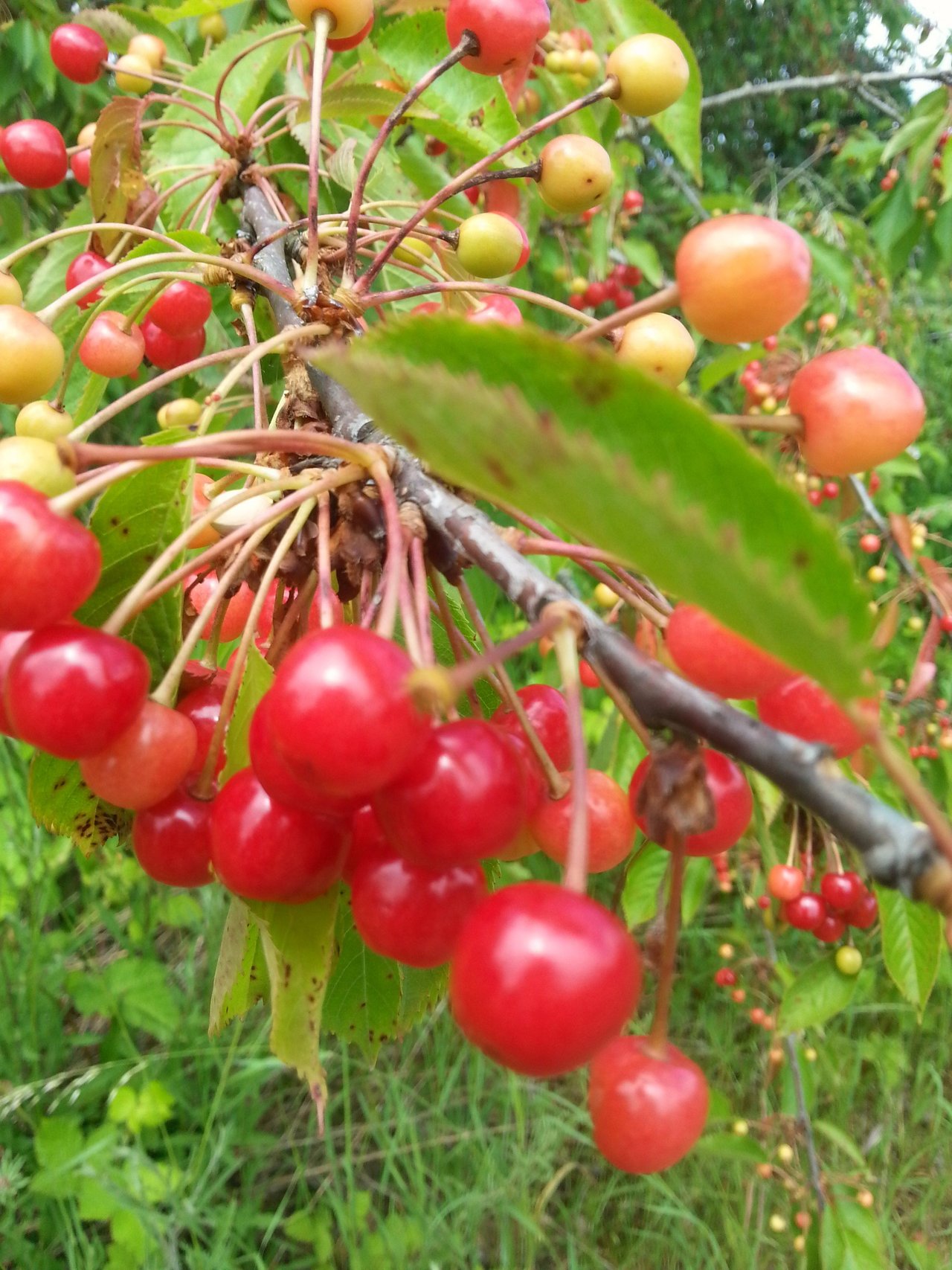 wild-choke-cherries-at-camp-adair_34406598434_o.jpg