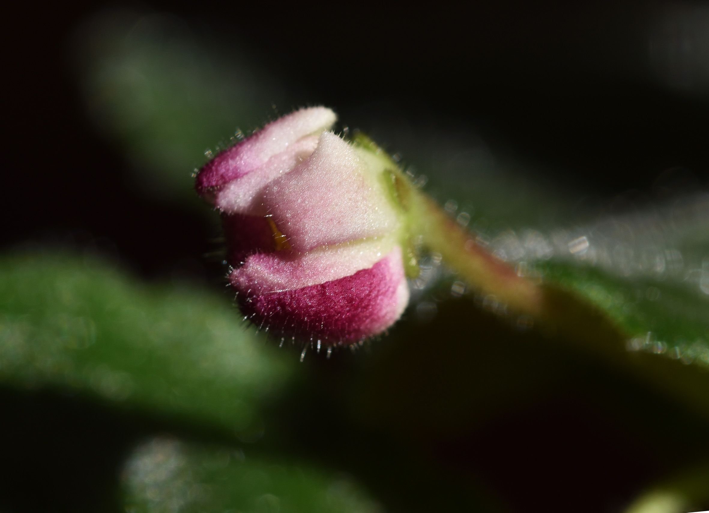 African violet pink bud macro.jpg