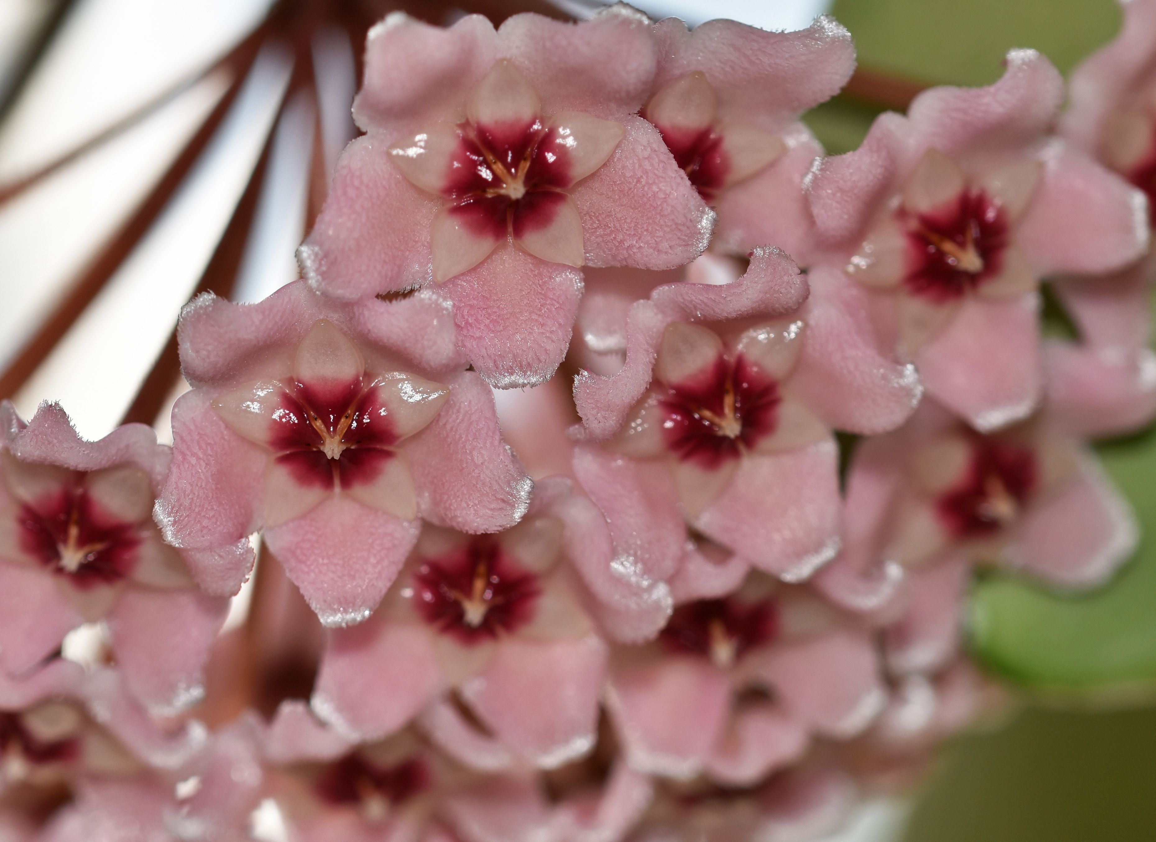 Hoya flower 7.jpg