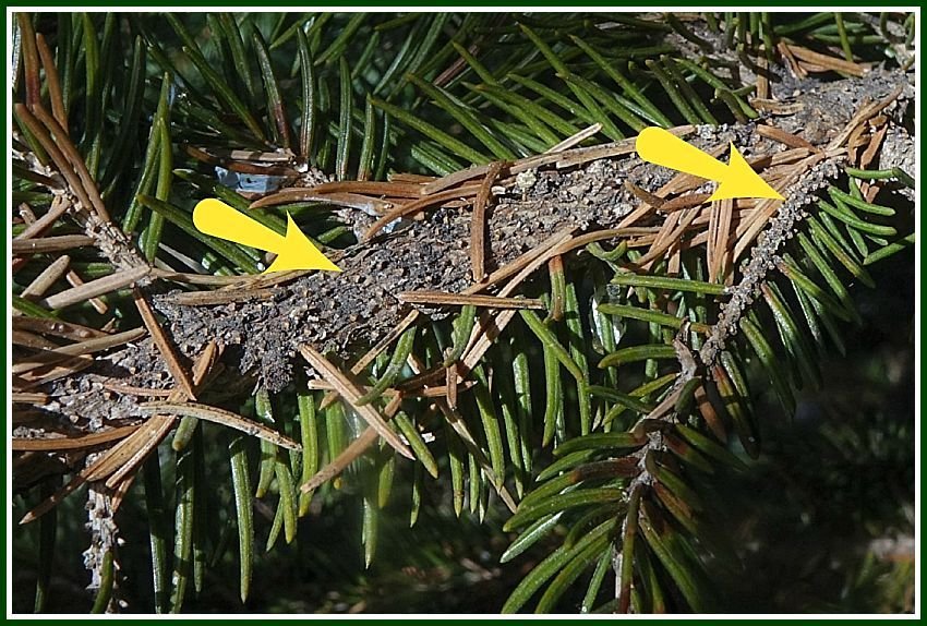 spruce tip stumps_WEB.jpg