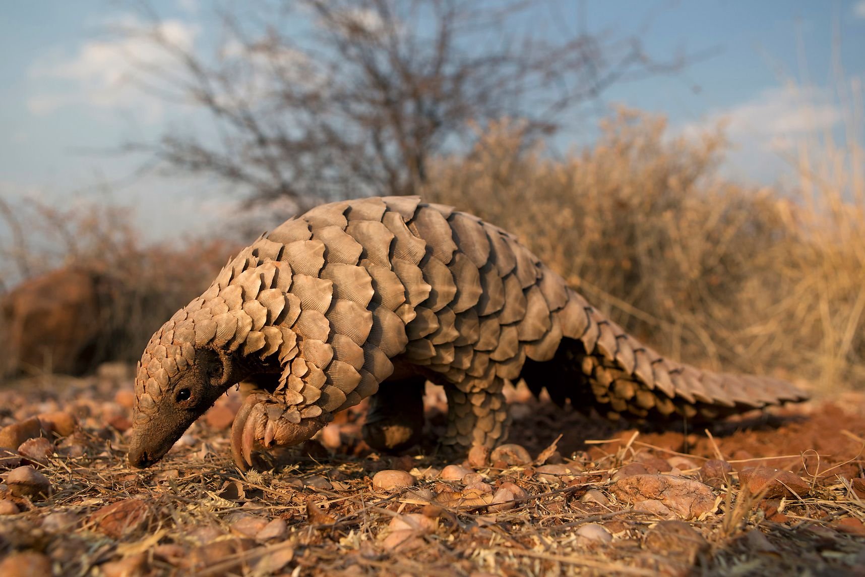 pangolin-cites-03.jpg