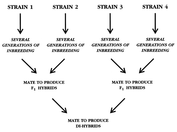 Gamefowl Breeding Methods