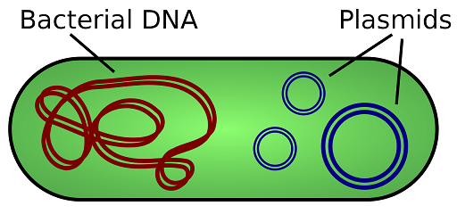 1280px-Plasmid_(english).svg.png