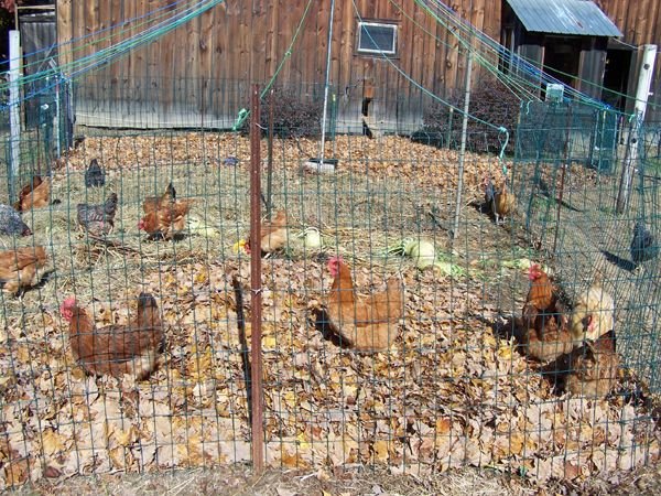 Hens in maple leaves - Ernie outside, far right crop Oct. 09.jpg