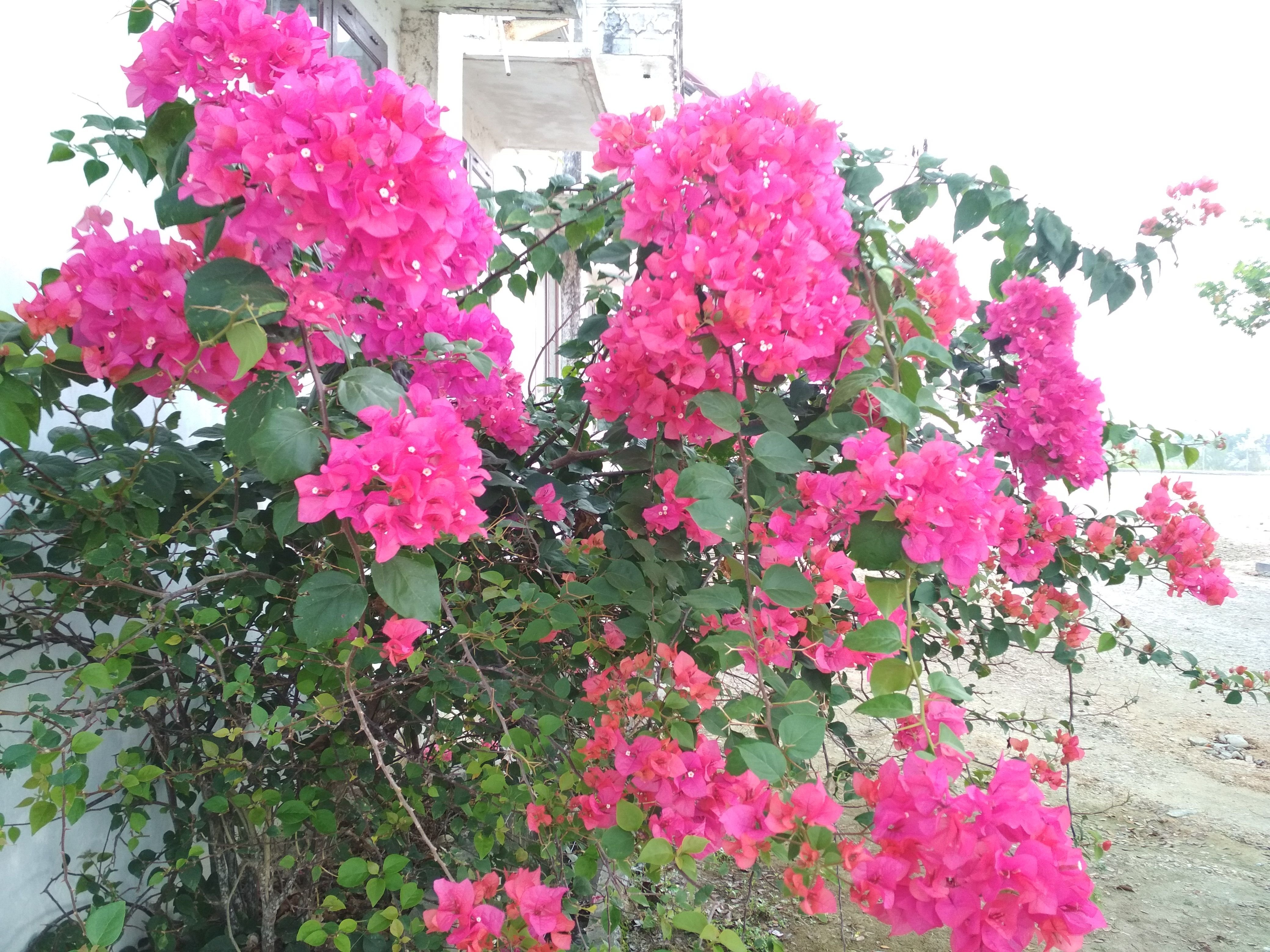 IMG_20180315_073730.jpg
