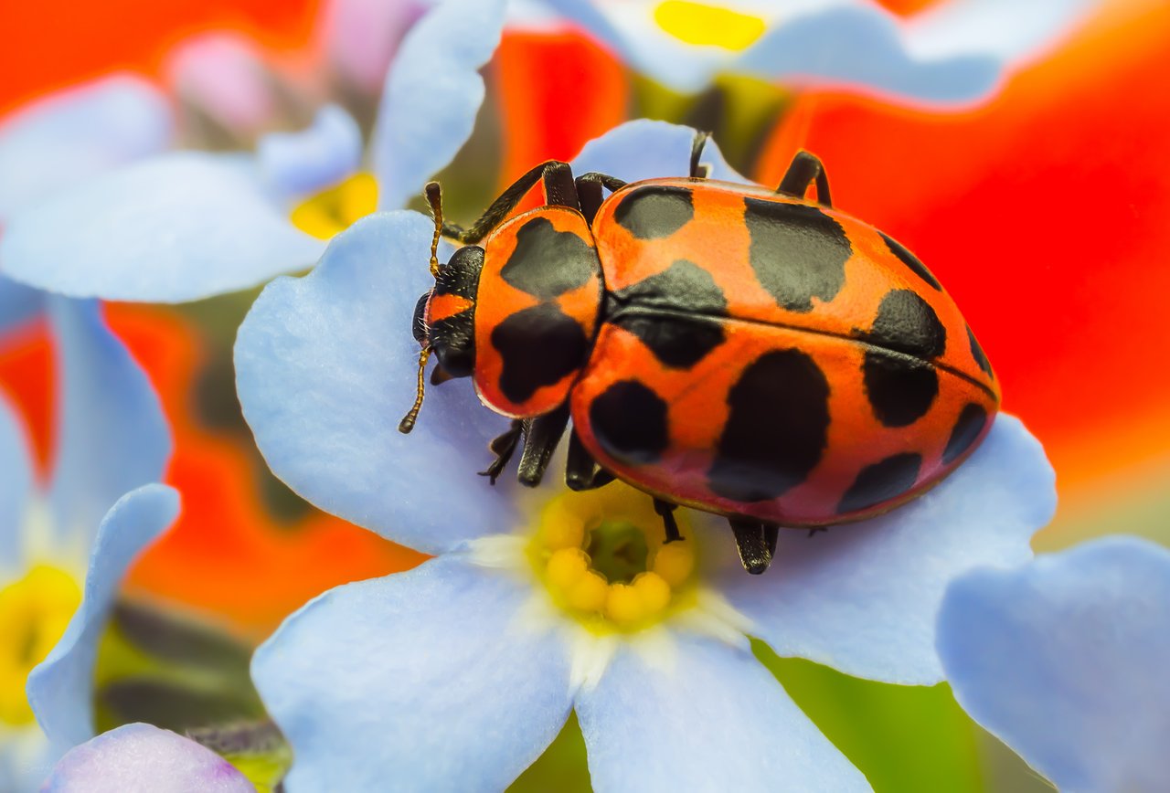 Ladybug