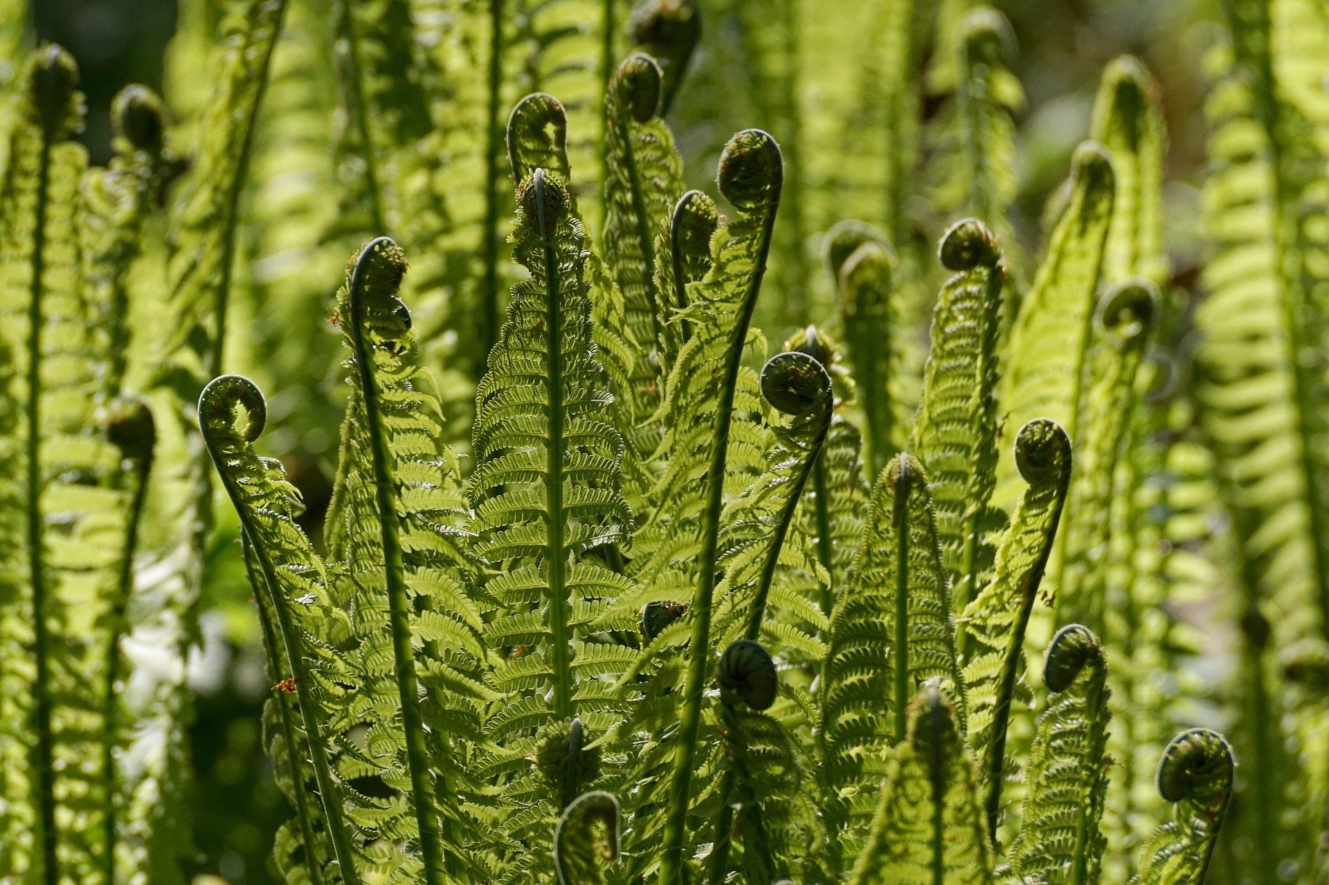 fern-3367008_1920.jpg