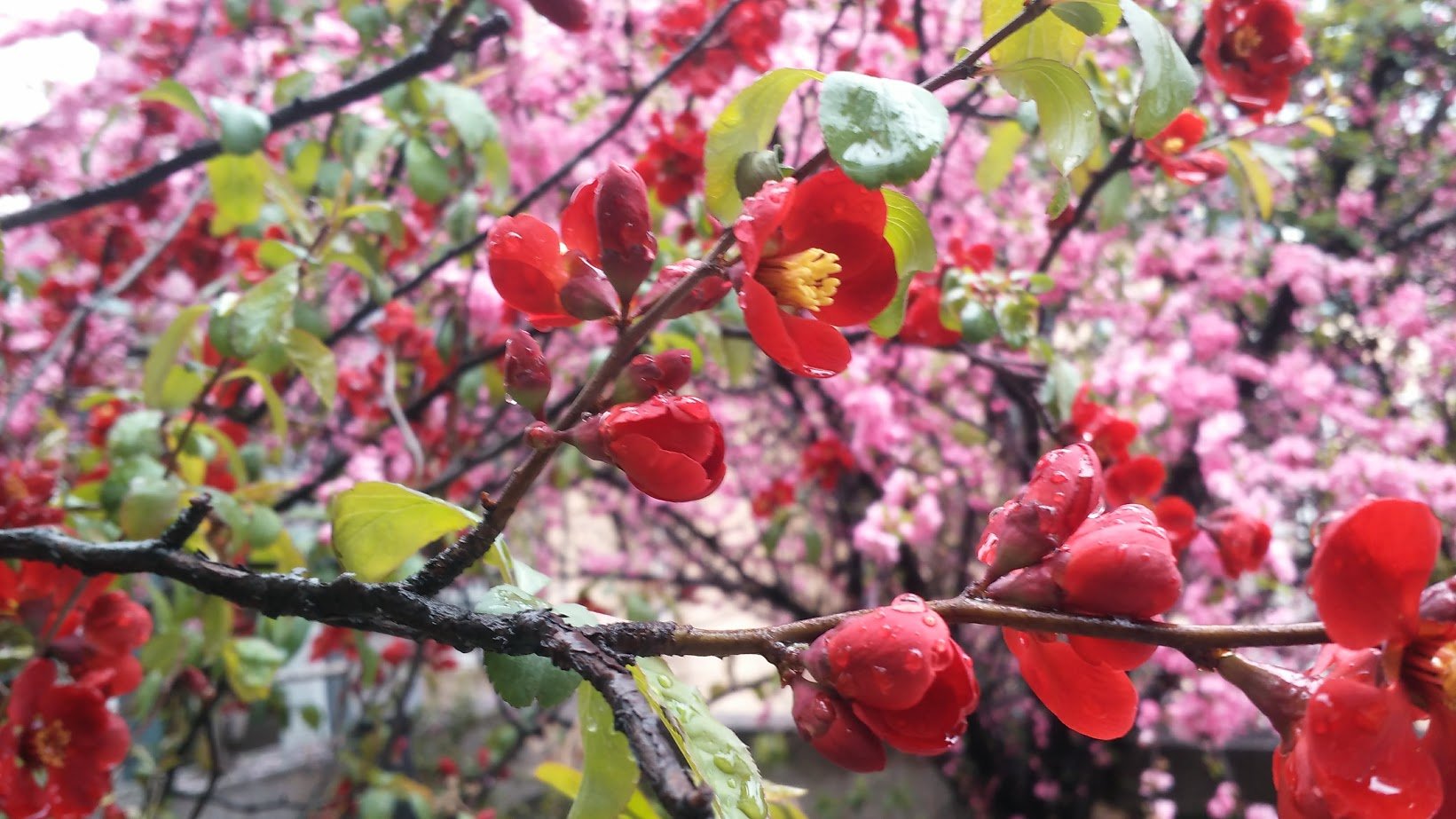 red flowers.jpg