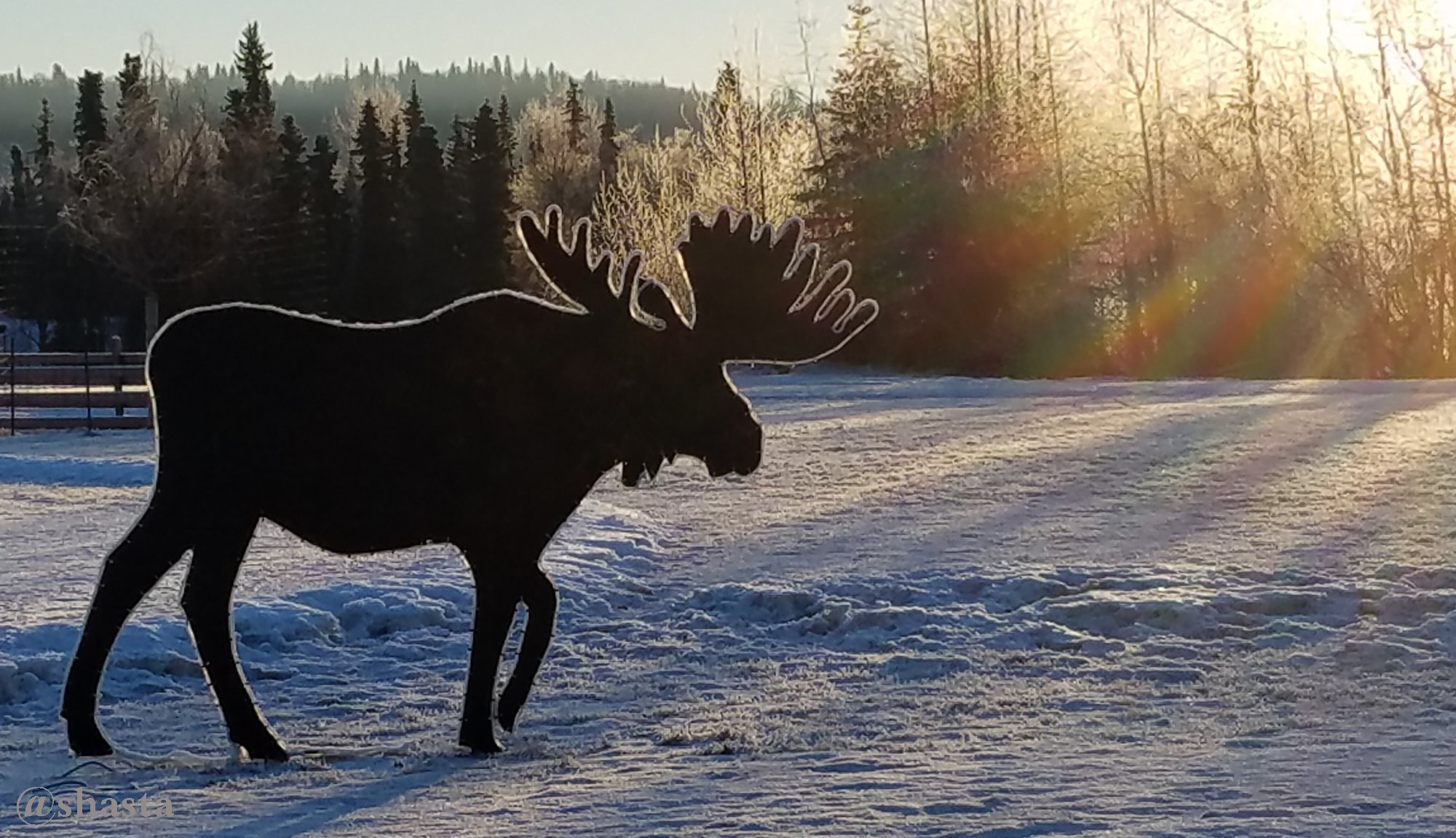 shasta2018march12th47jan8moosemonday8io.jpg