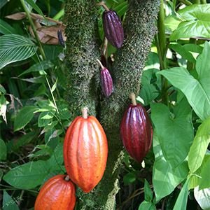 Cocoa_Pods copy.jpg