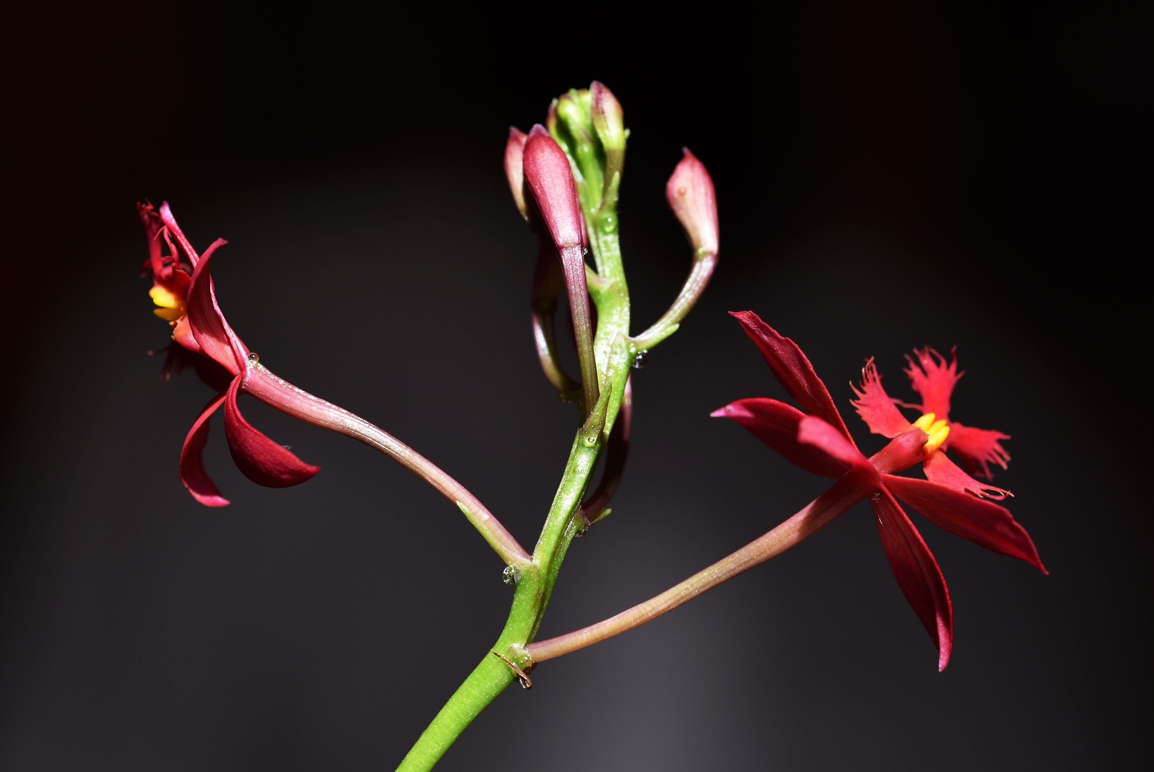 Epidendrum ibaguense 2.jpg