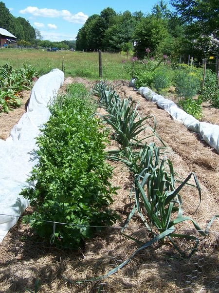 Big Garden - potatoes, celery, herbs, leeks, cabbage crop Aug. 2011.jpg