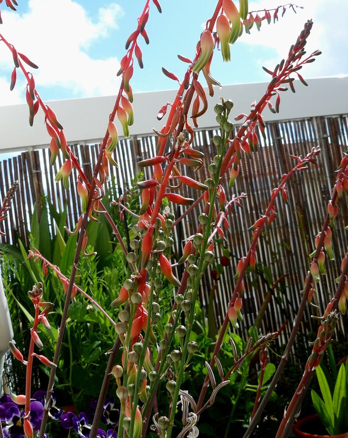 gasteria balcony view .jpg