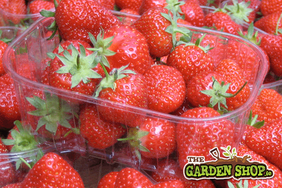 growing-strawberries.gif