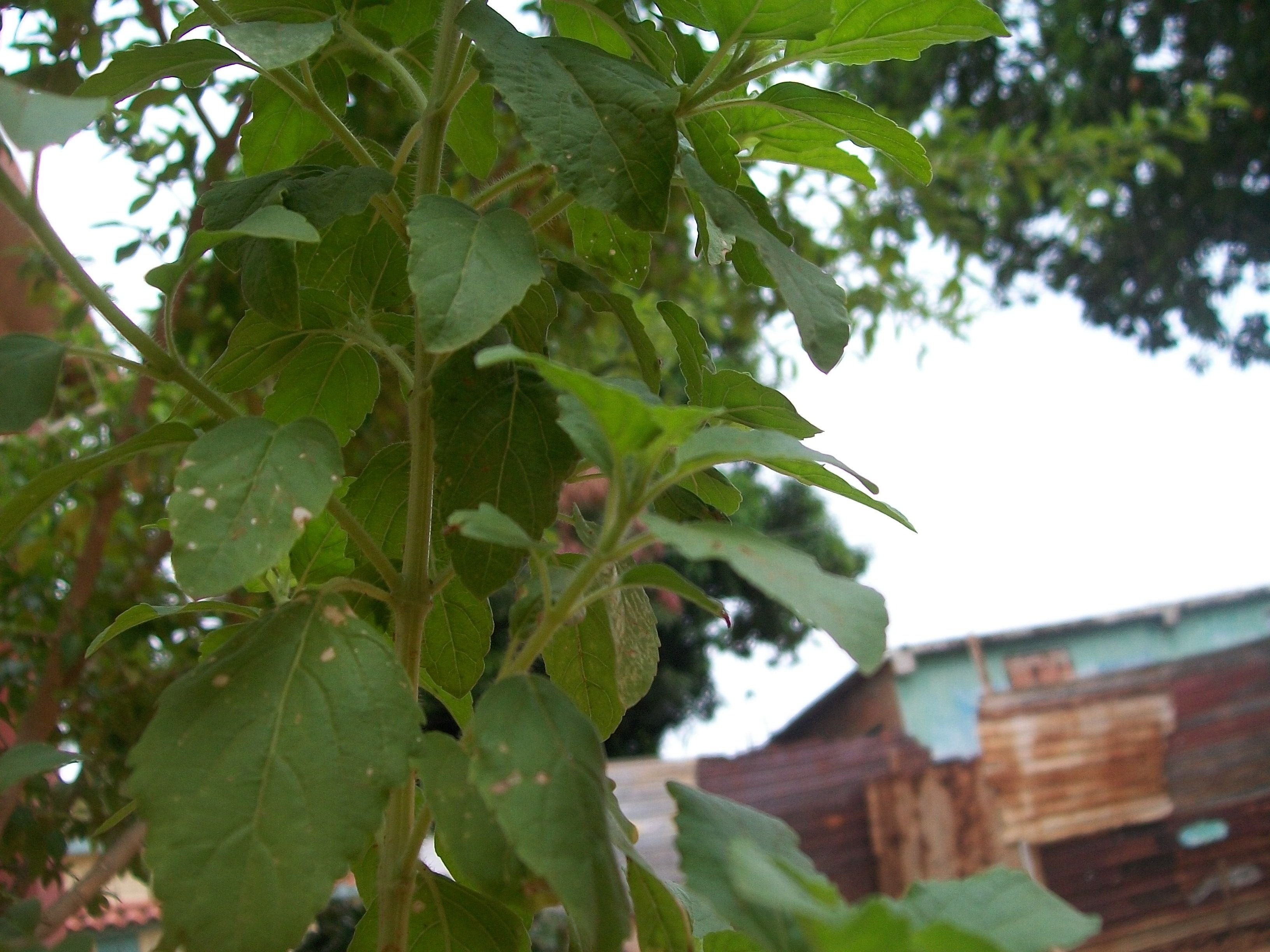 Mi Planta Medicinal Por Excelencia El Toronjil