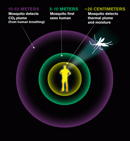 MD-FVB-Mosquito_Detection-Diagram-V2-NEWS-WEB.gif