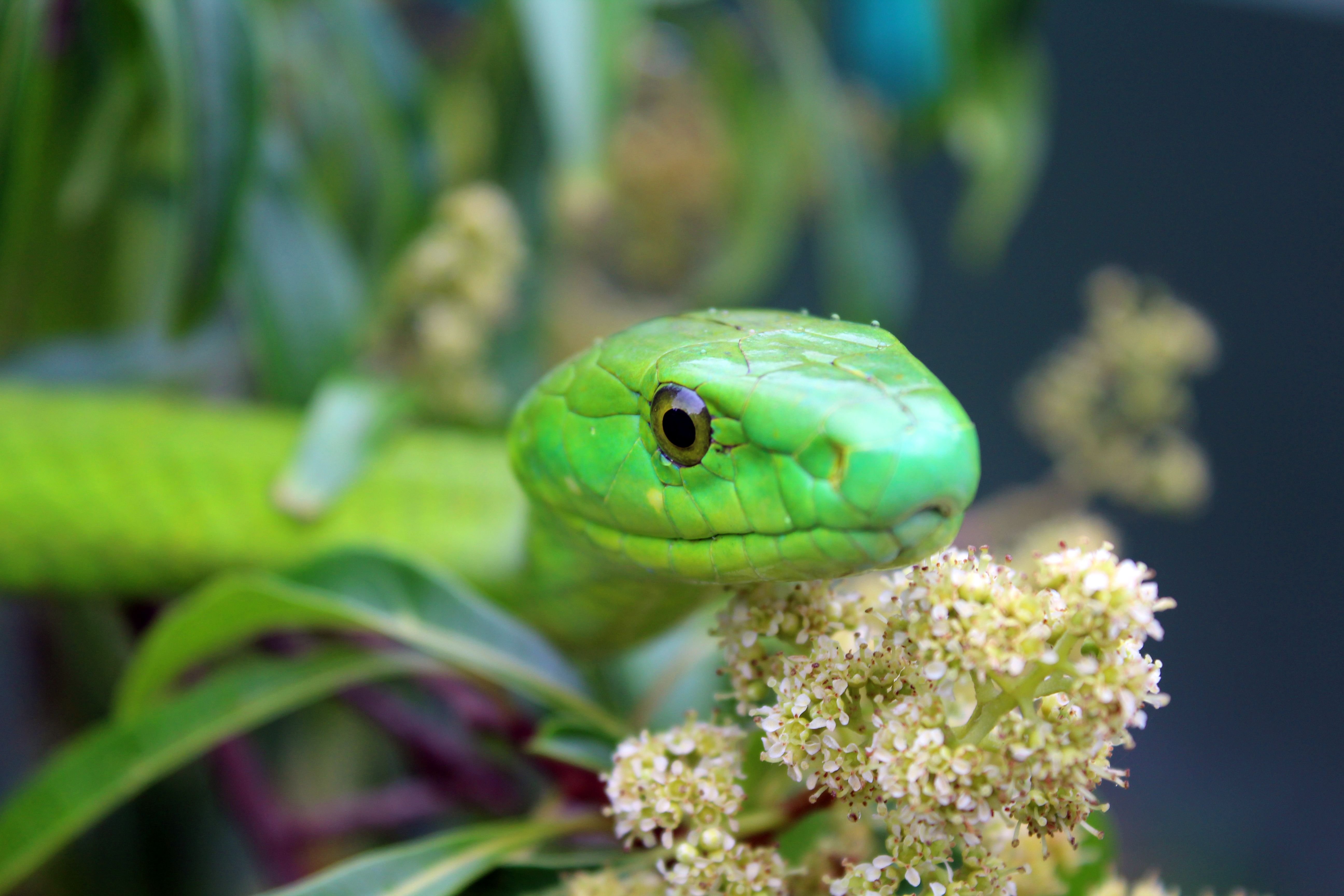 Green Mamba.JPG