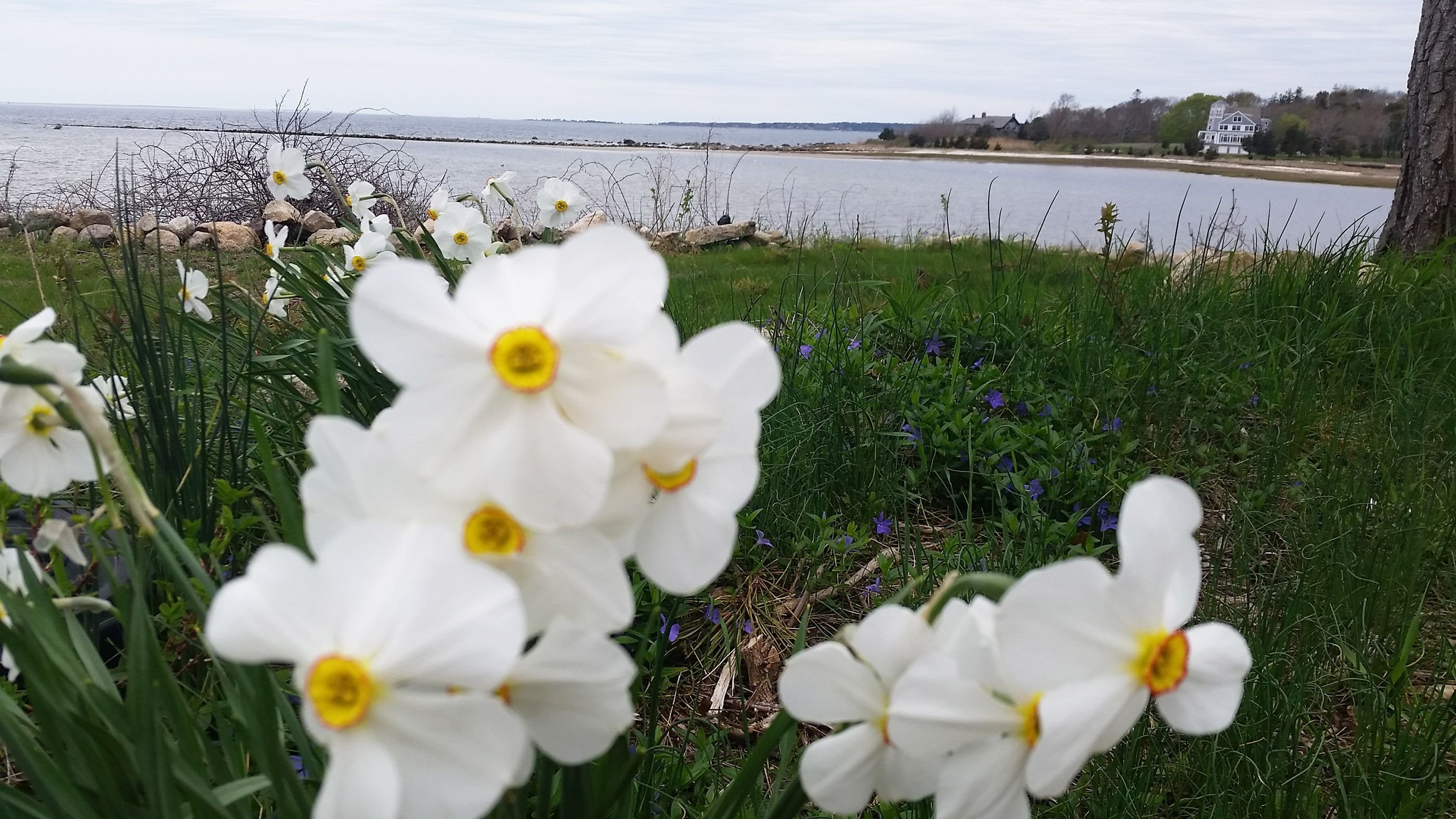 may6daffs.jpg