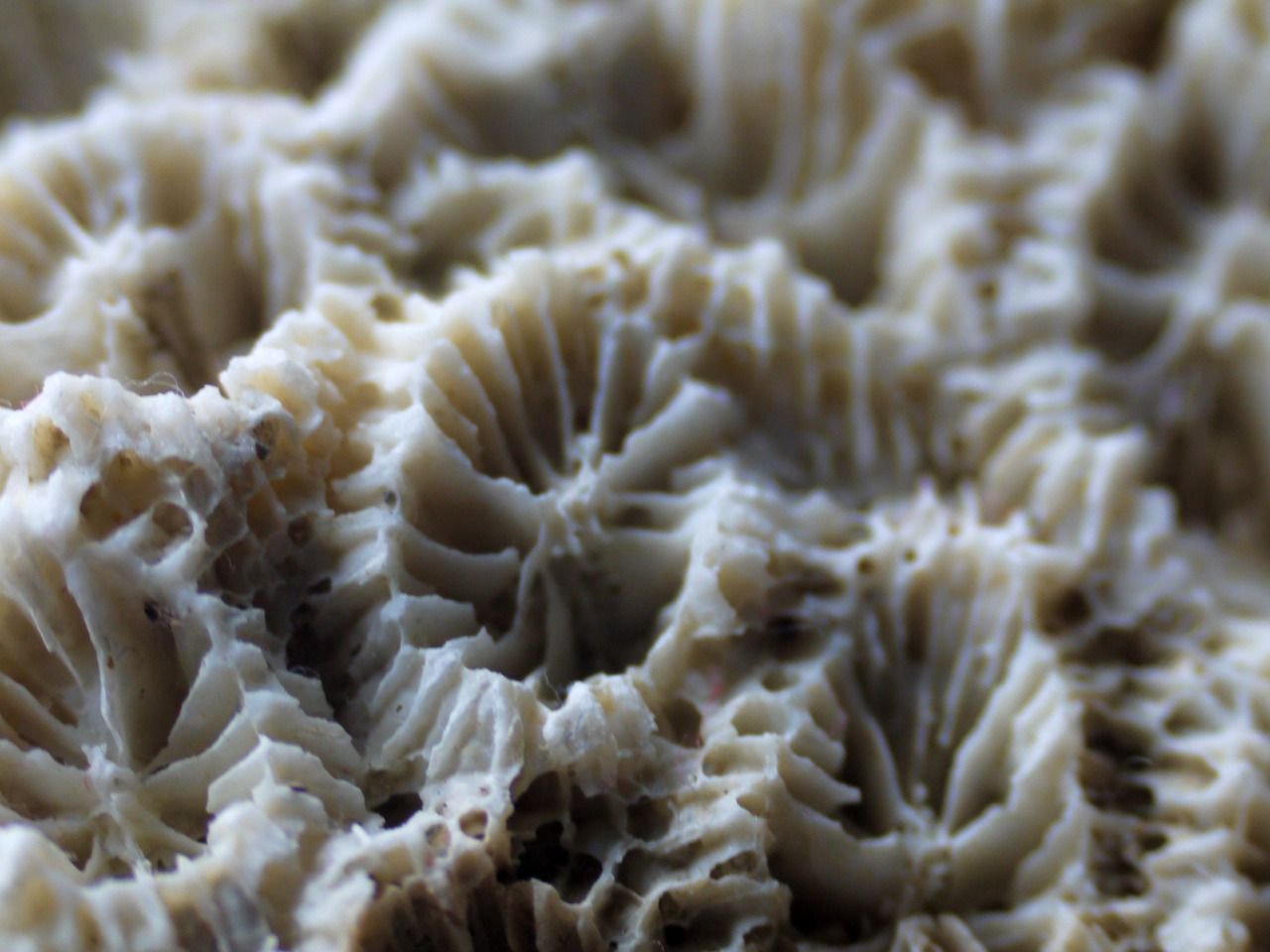 89861587271 - coral skeleton.jpg