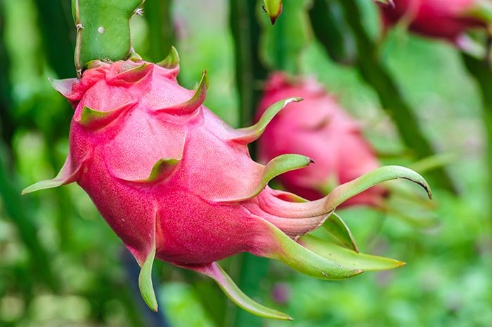 Dragon-Fruit-Is-Good-For-You.jpg