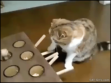 CAT GIF • New funny and ingenious Cat toy catch me if you can.gif