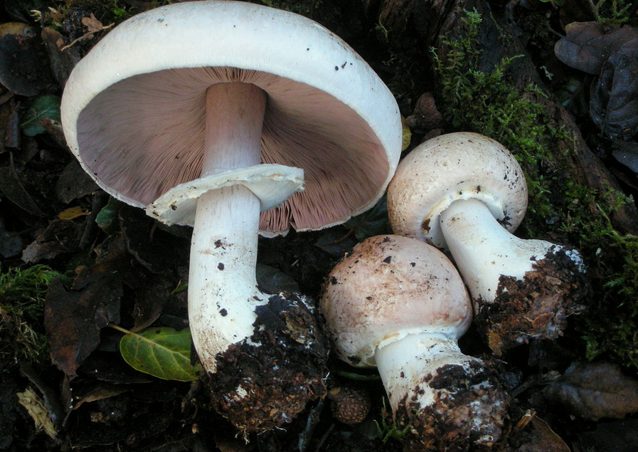 champignon.png