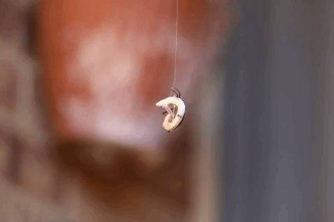 redback.gif