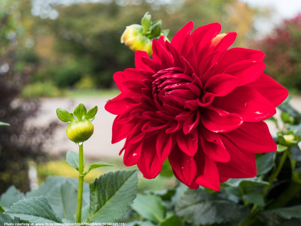 Red Dahlia-110216.jpg