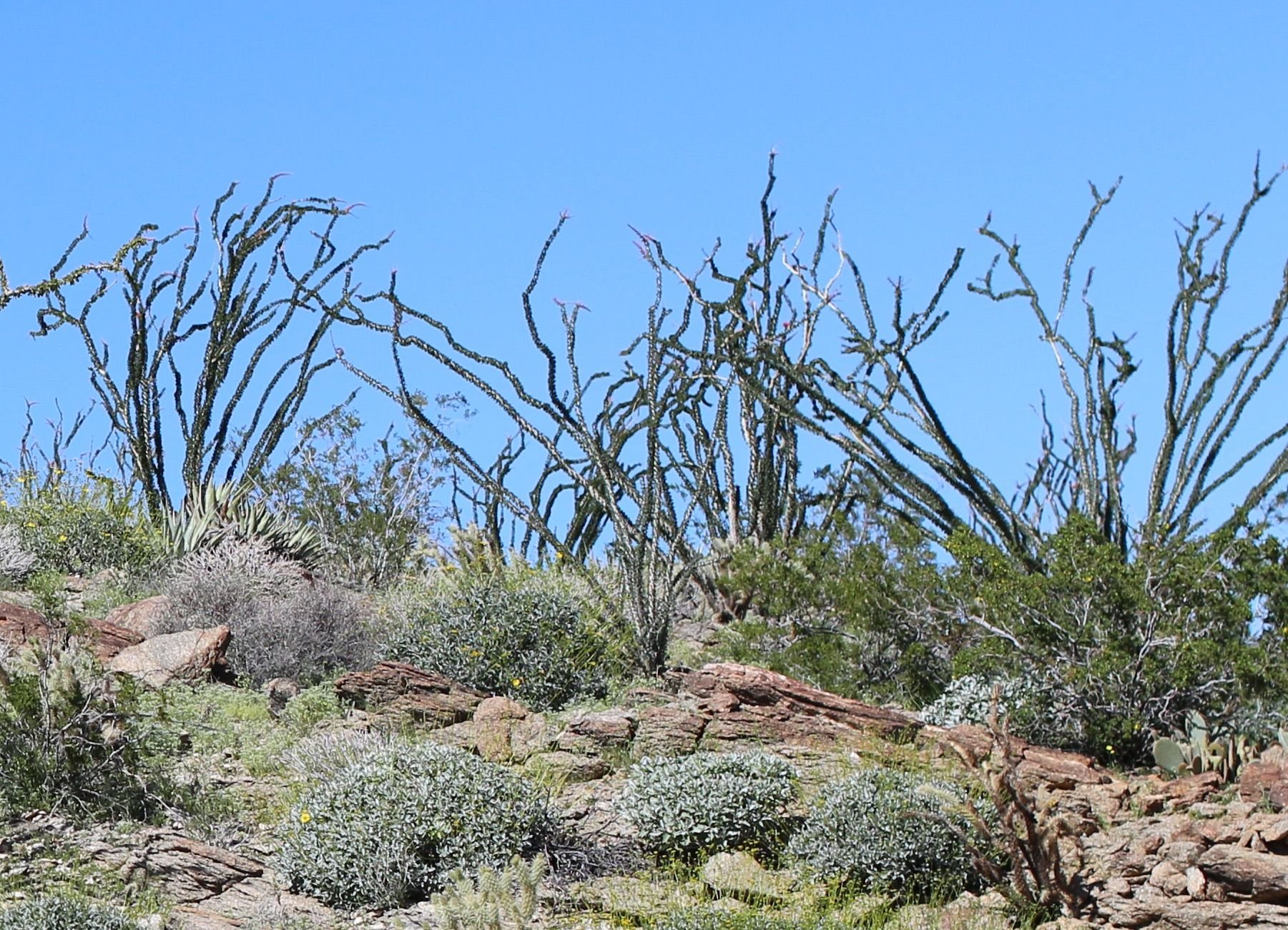 Bare Ocotillos