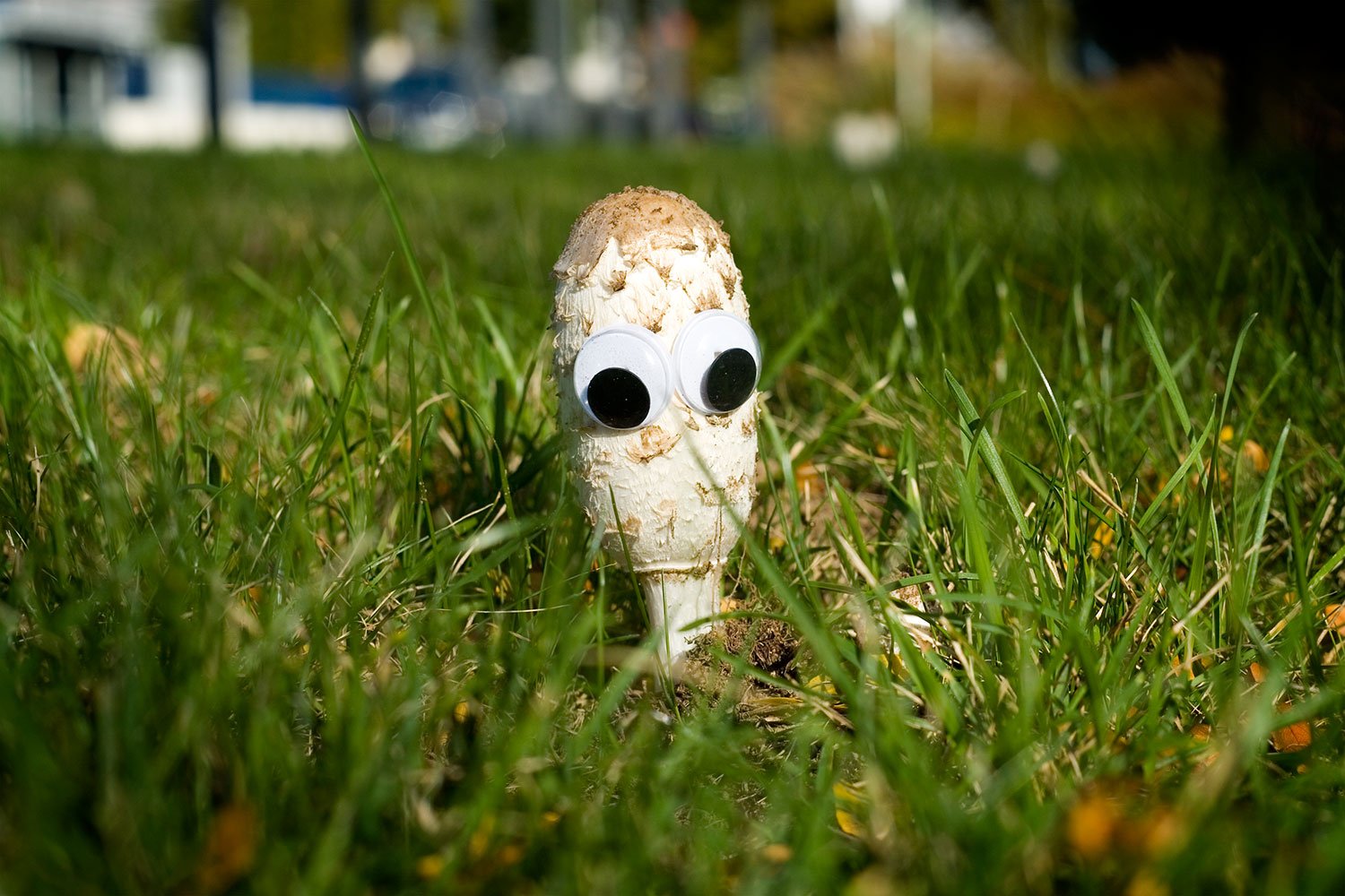 GooglyEyes Gordon Mushroomson Shot 1