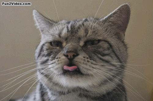 Cat-GIF-Image-for-Whatsapp-and-Facebook-34.gif