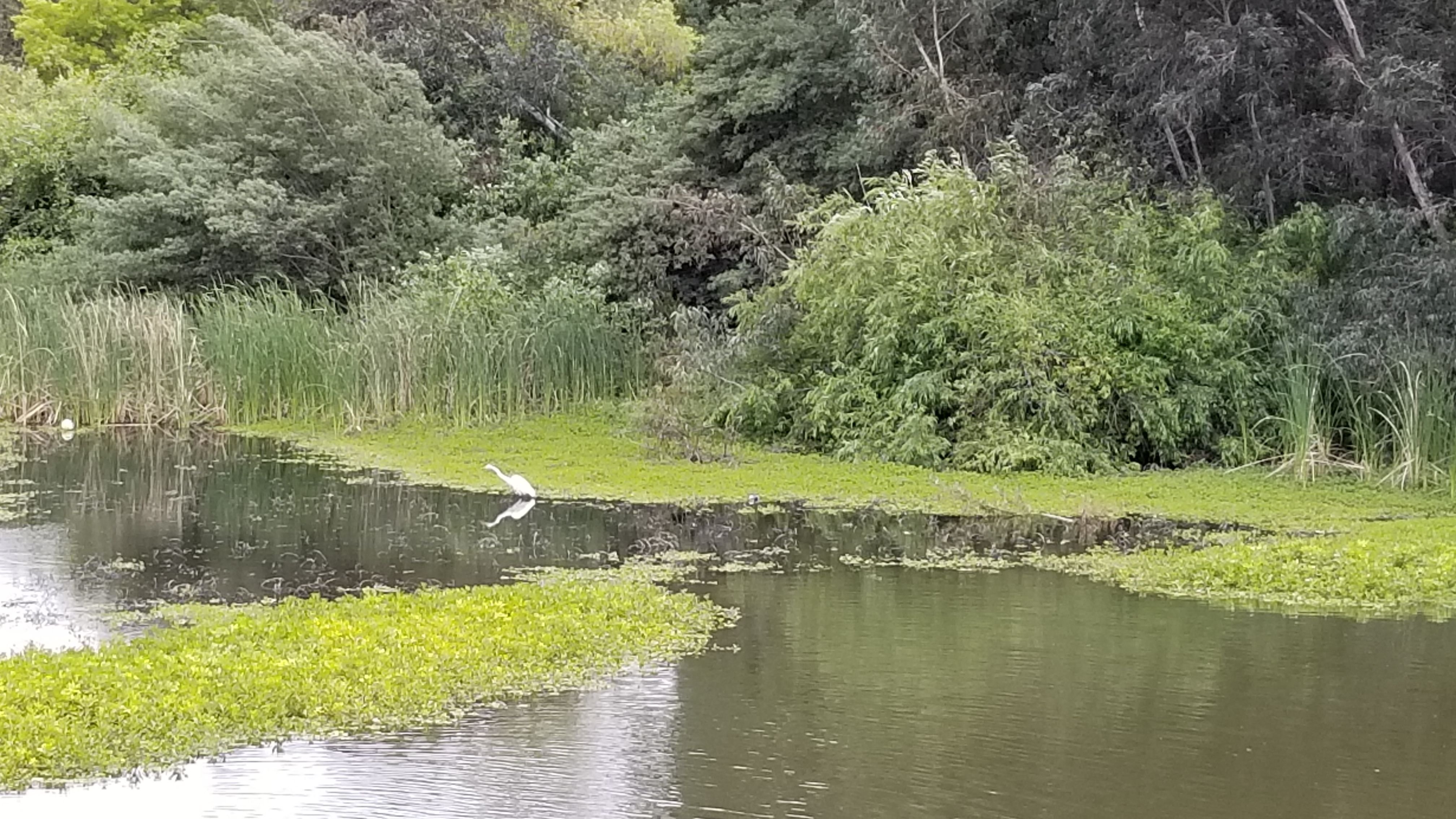 egret.jpg