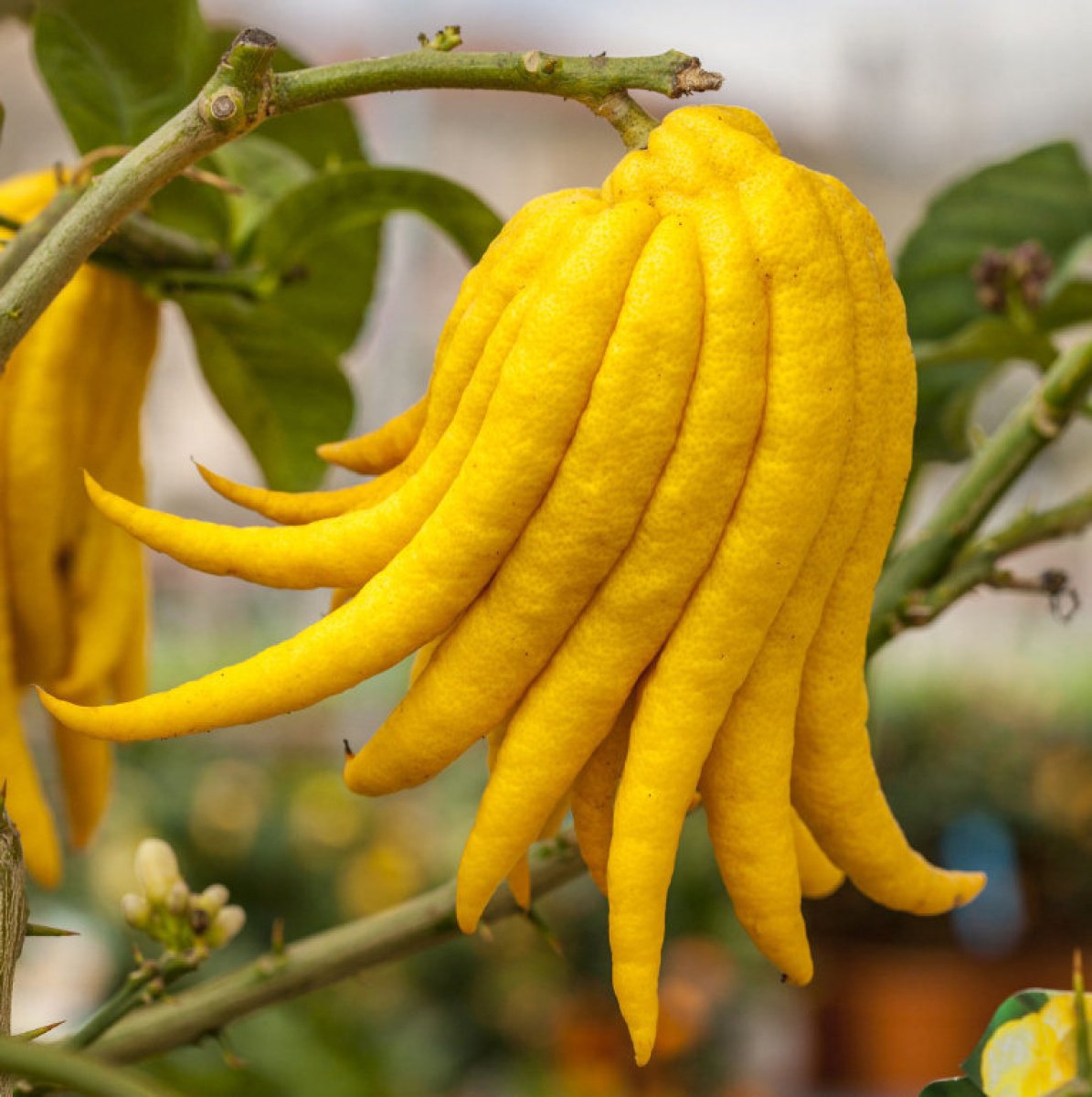 buddhas_hand_on_tree.jpg