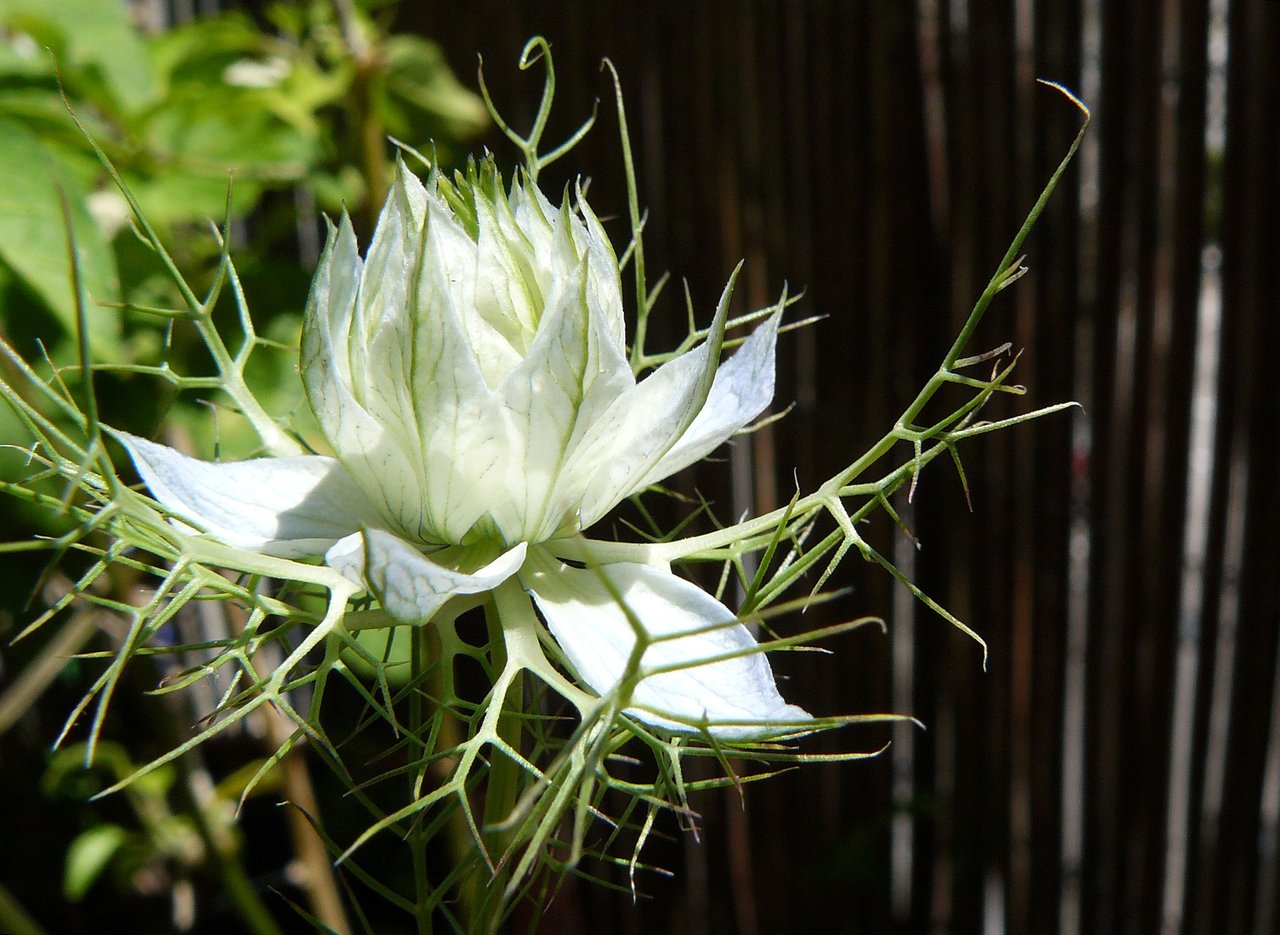 nigella white.jpg