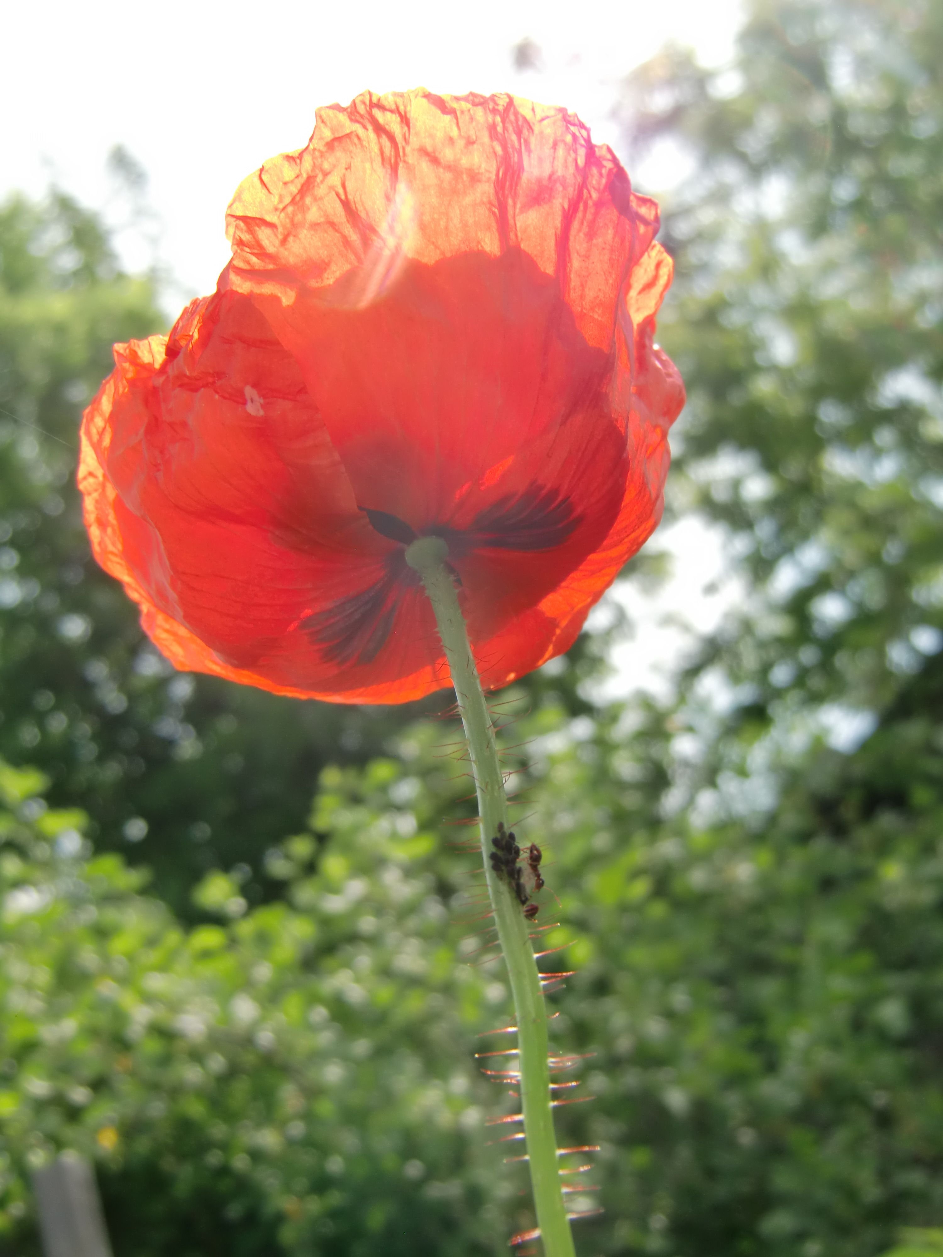 Photography Poppyseed Flower Low Angle Shot Ants