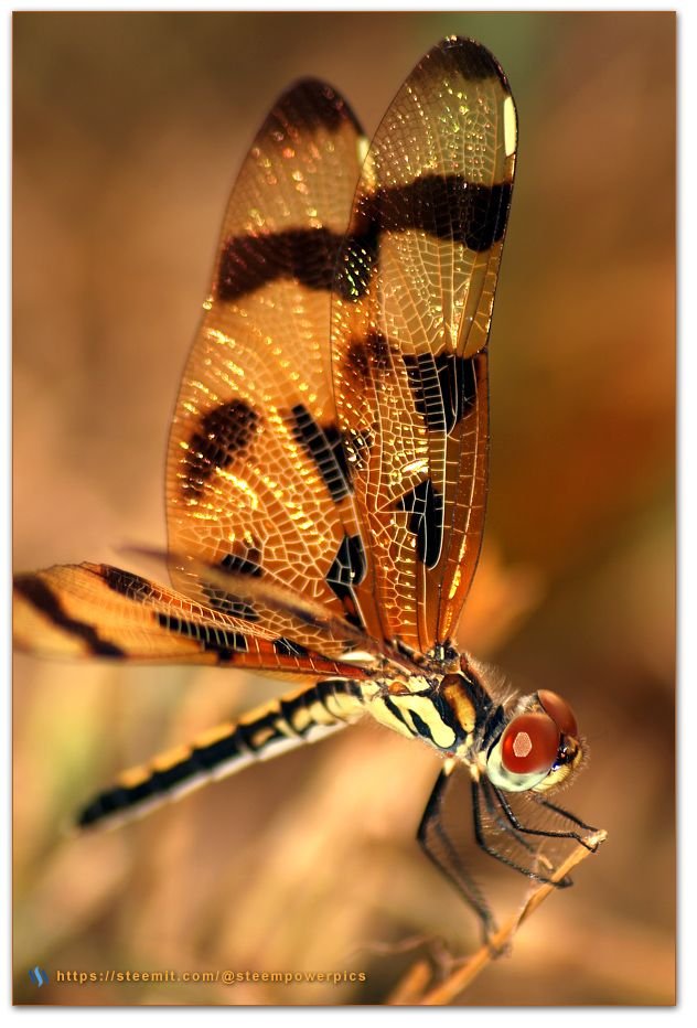 Sunset-Dragonfly-Silhouette.jpg