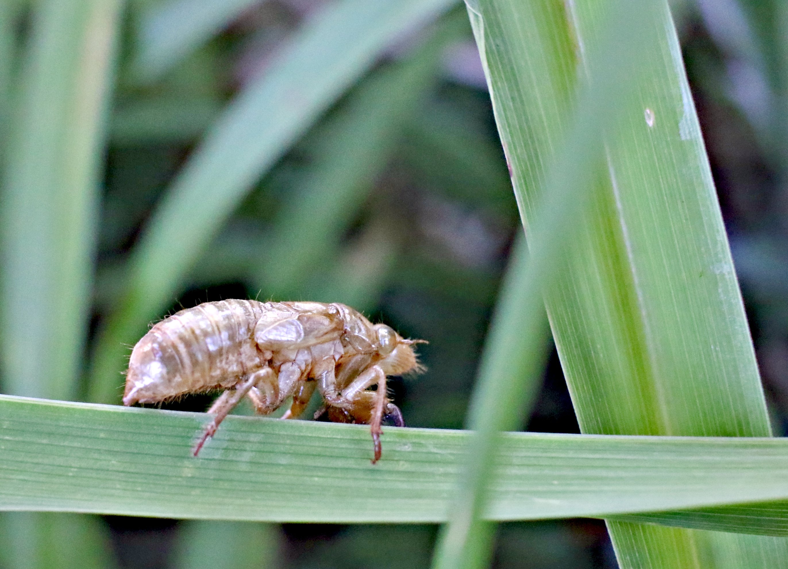 cicada macro.jpg