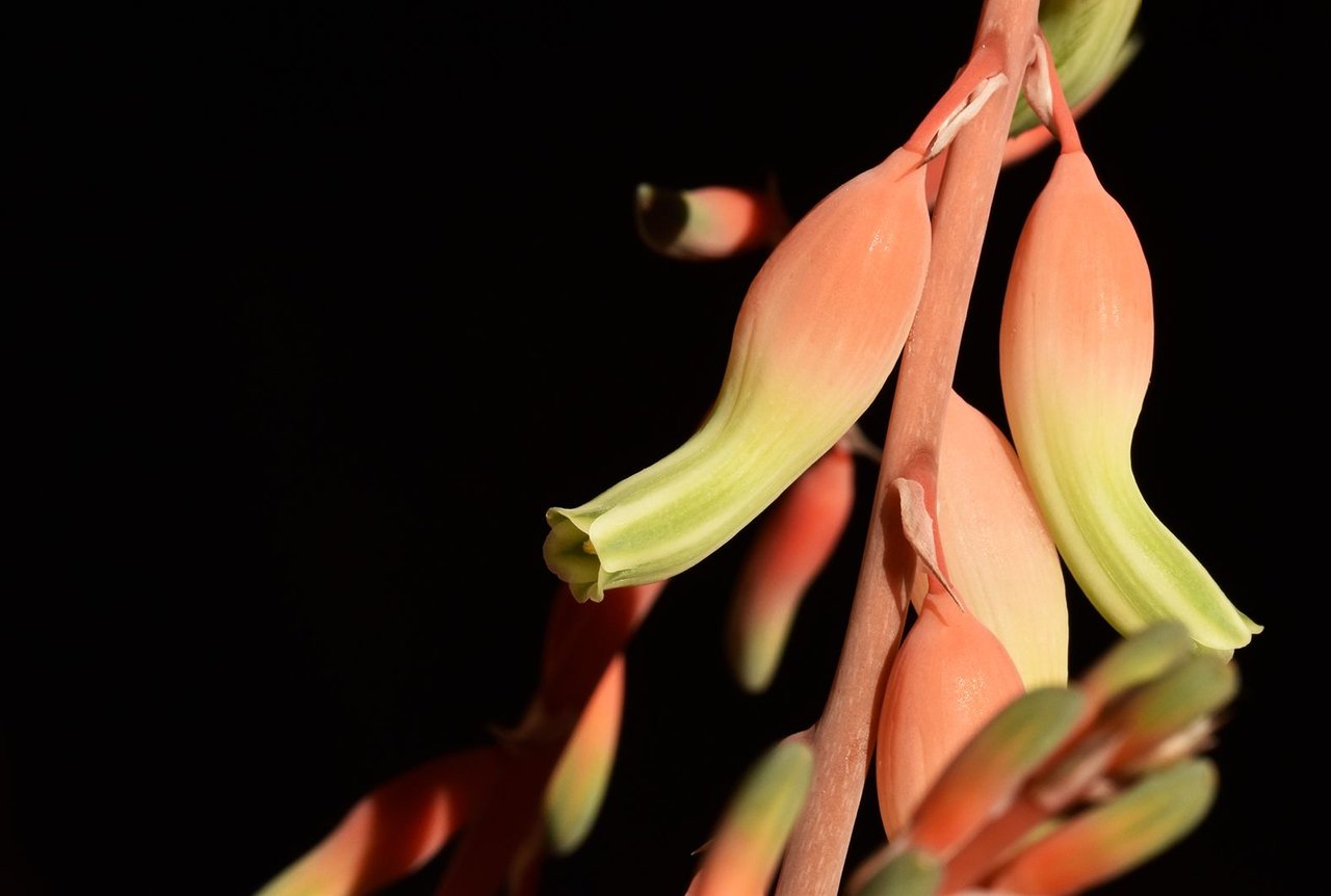 Gasteria flower 1.jpg