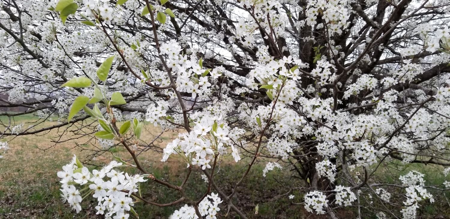 20180307_171723 - Bradford pear in full bloom.jpg