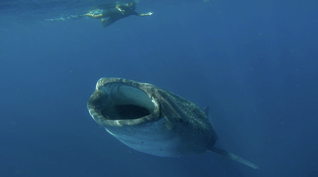 whaleshark2.jpg