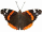 Butterfly Red Admiral 30HS GIF.gif