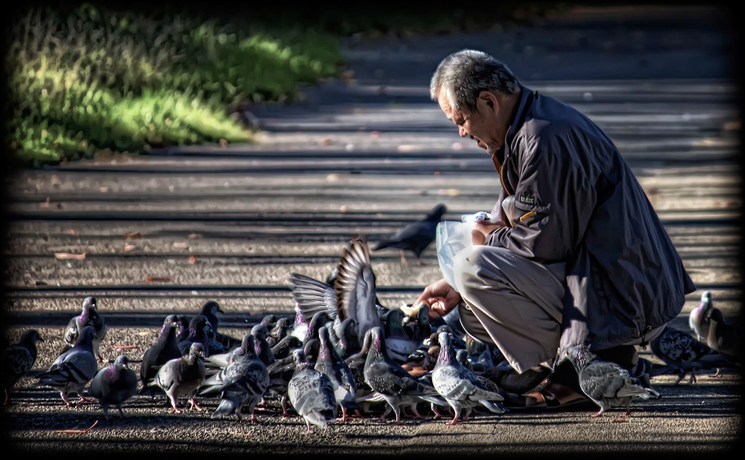 Feed_the_Birds.jpg